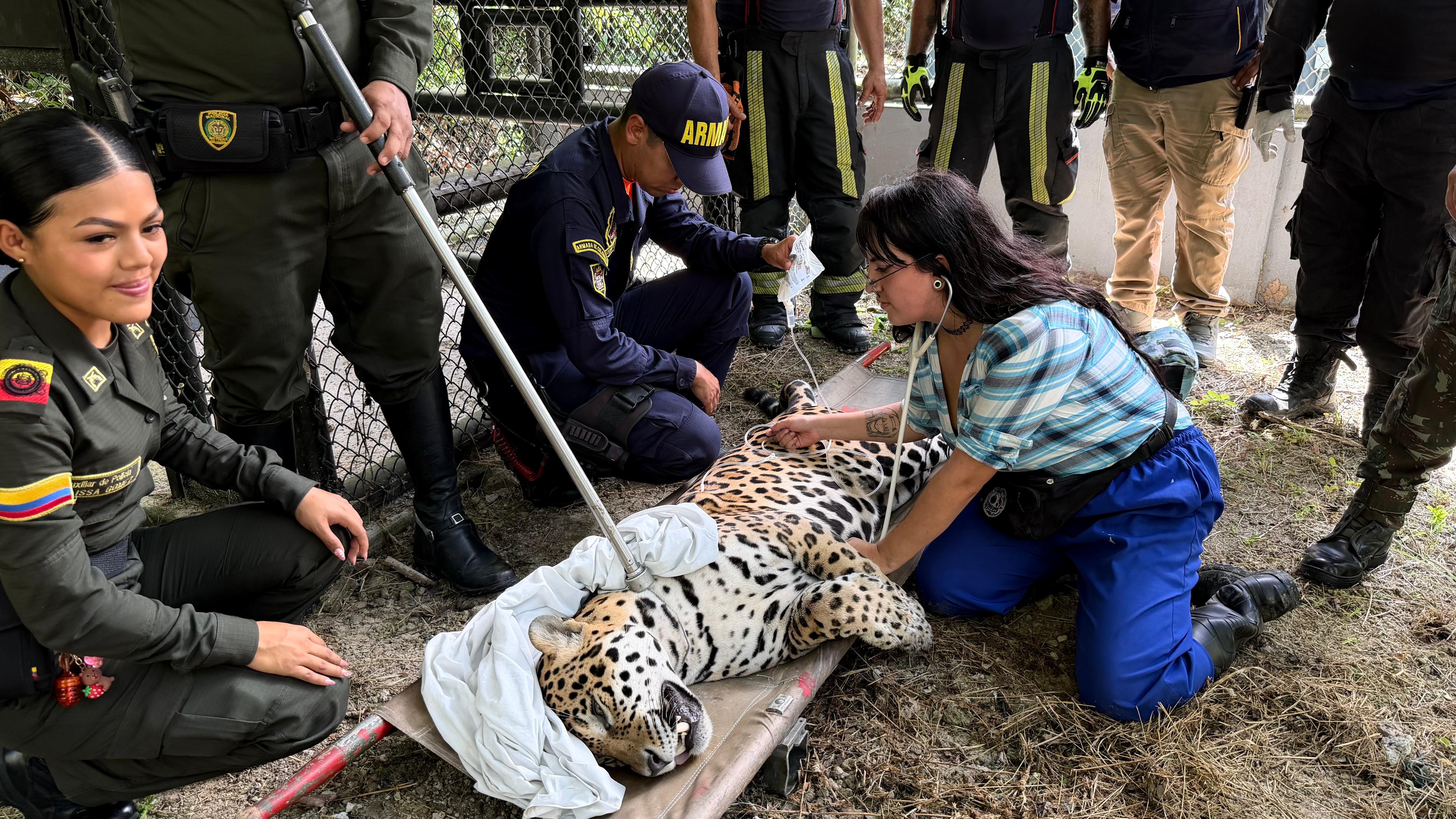 Autoridad ambiental de Amazonas reconoce que desapareció el jaguar hallado en la U. Nacional