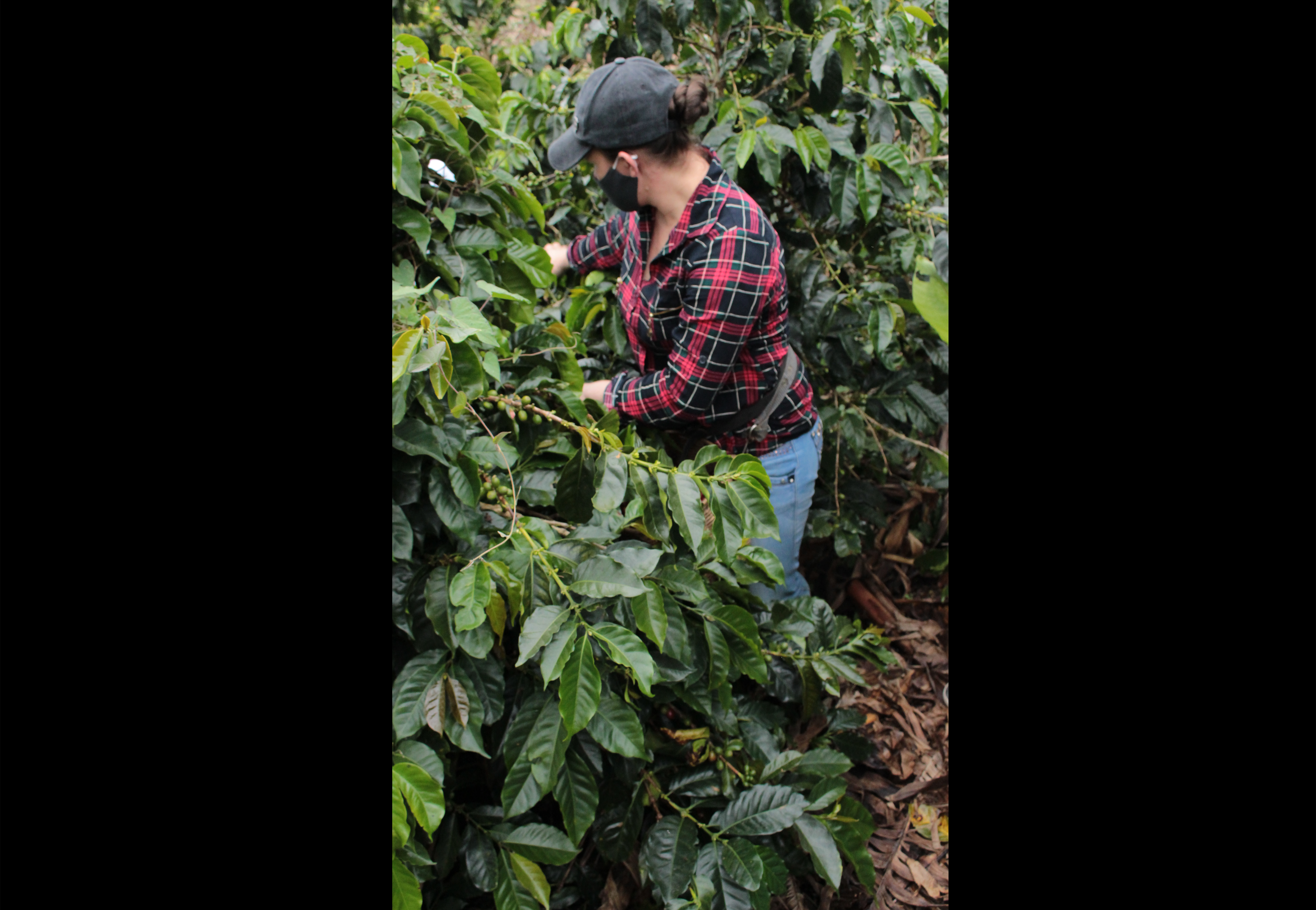 Proyectos productivos en Montebello, Antioquia