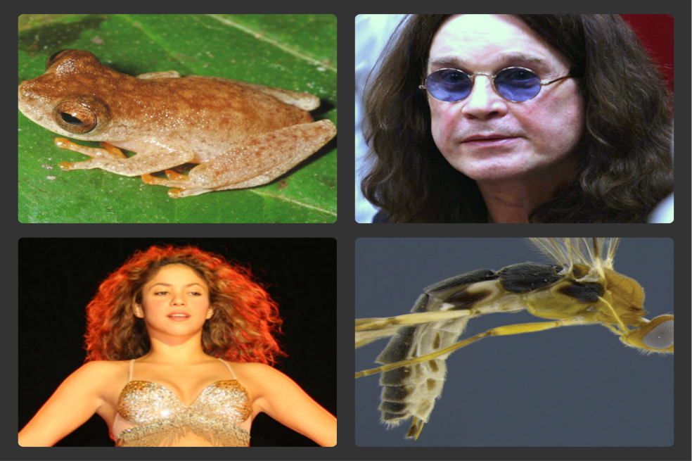 Los «pop stars» del reino animal
