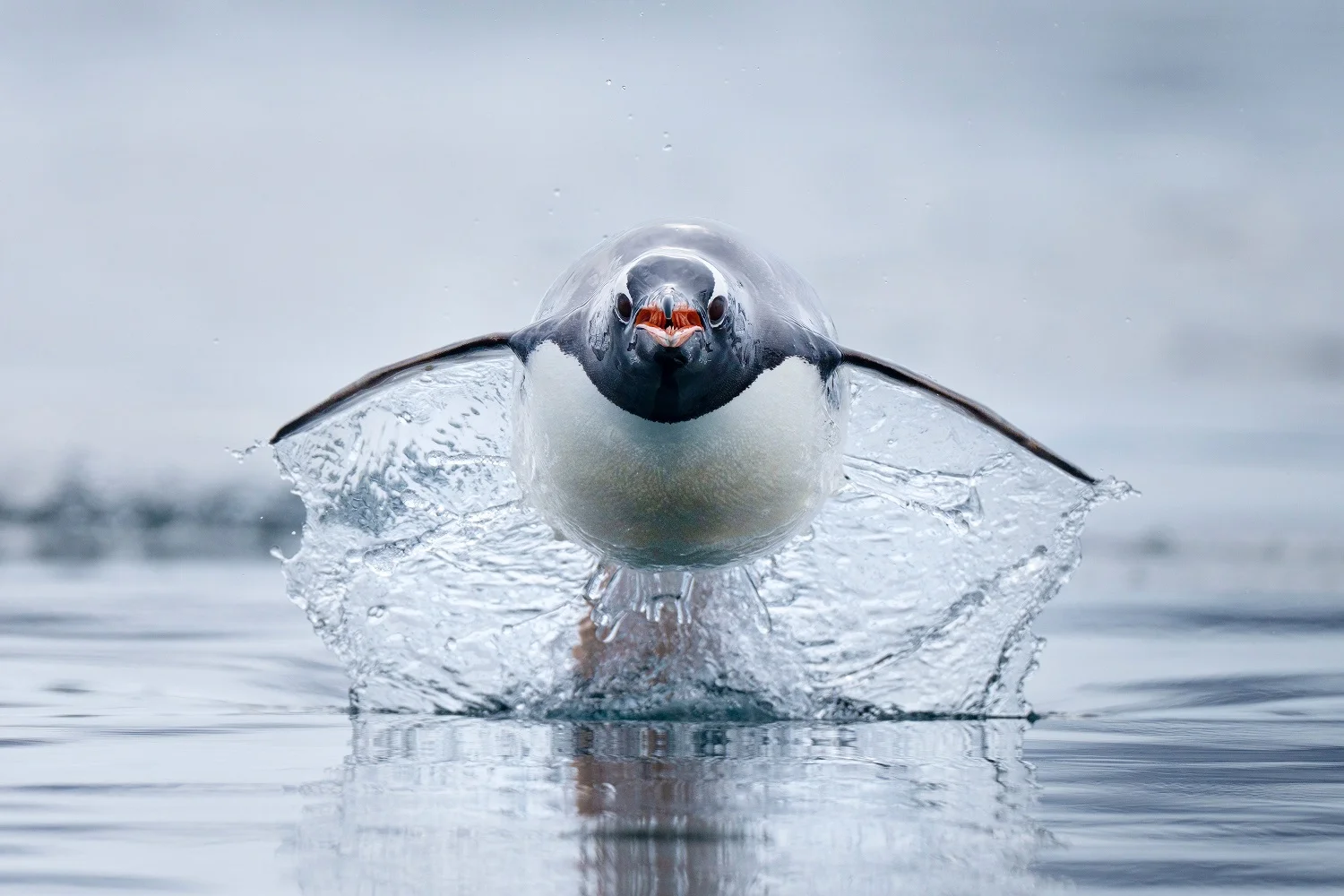 Fotografía ganadora del concurso Fotógrafo oceánico del año 2023.