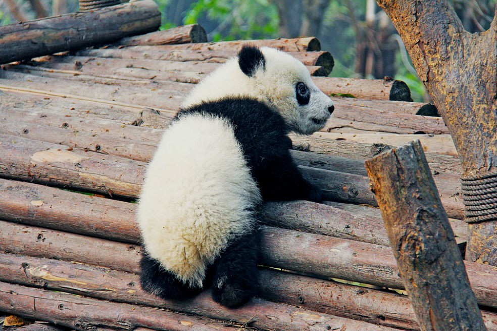 Francia espera el nacimiento de su primer bebé panda