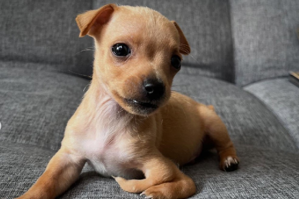 Cachorros con sus mamás: los videos más tiernos que están conquistando las redes sociales