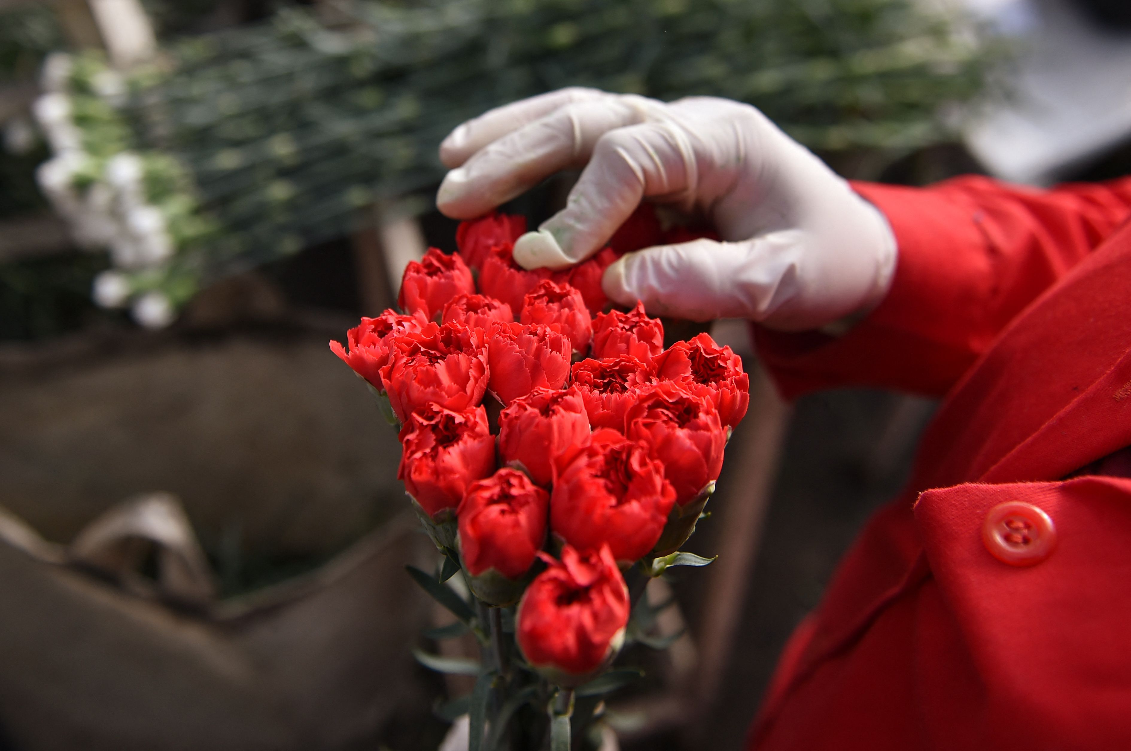 ¿Sin regalo para San Valentín? Cinco plantas ideales para regalar en esta fecha