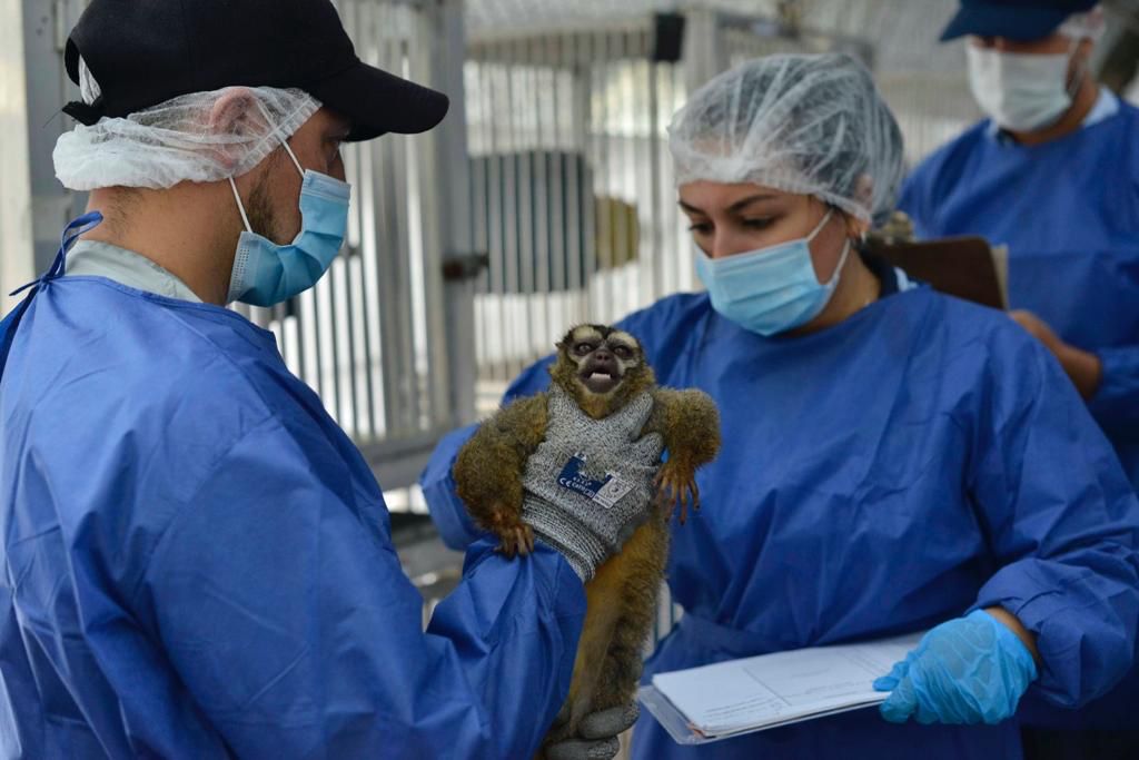 Multas millonarias a organizaciones que experimentaban con primates en Colombia