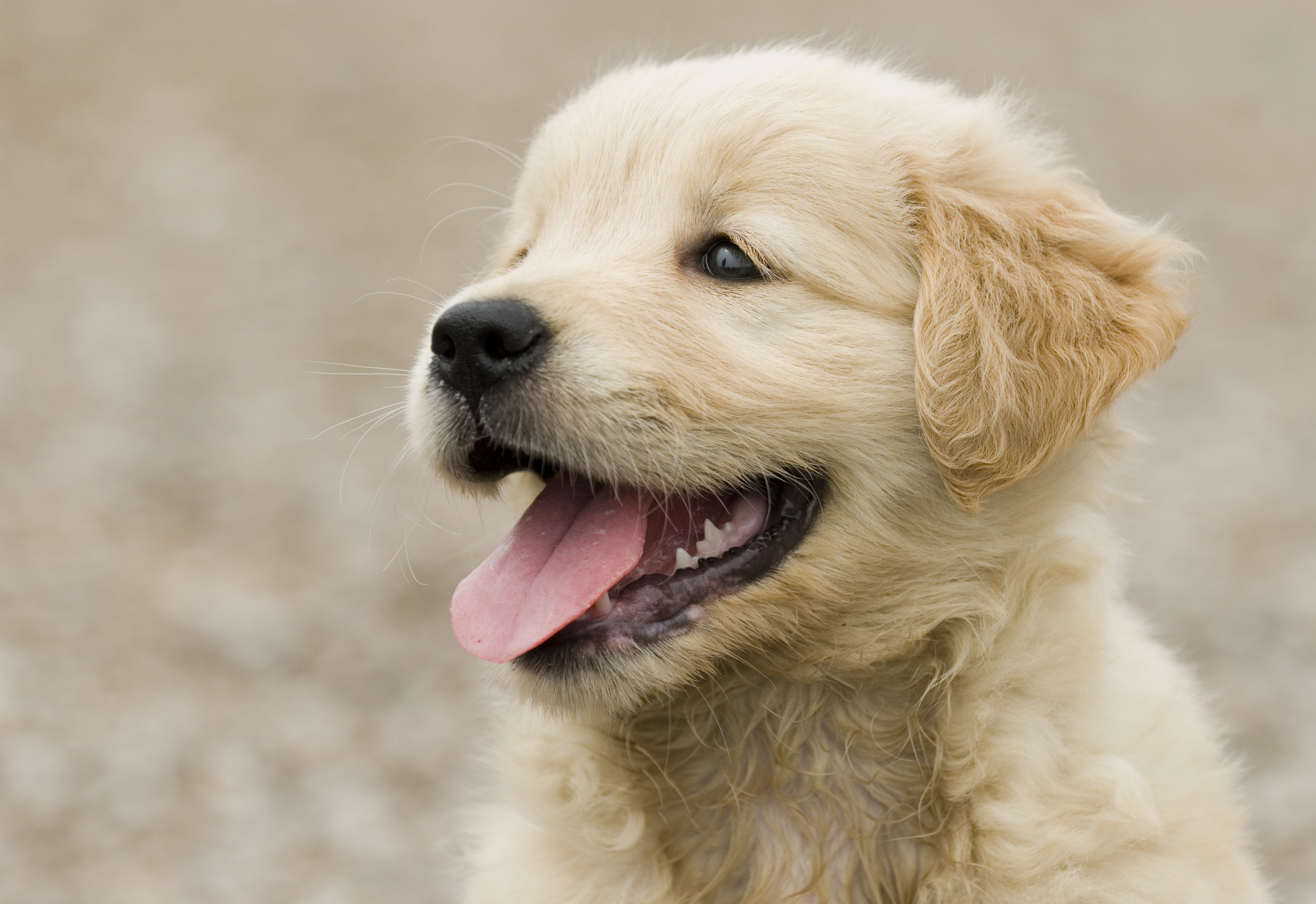 ¿Cuáles son las razas de perro más buscadas a nivel mundial? Le contamos