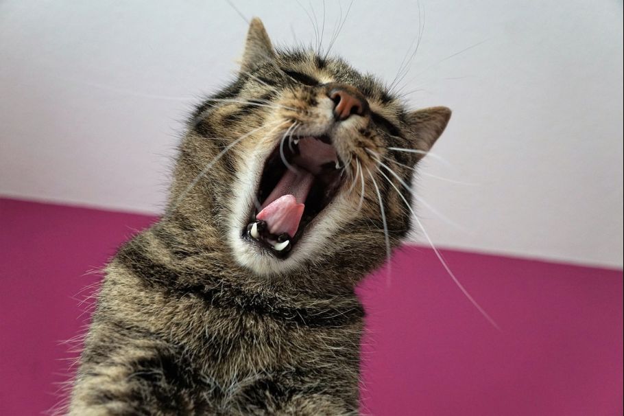 Esto hacen los gatos cuando quieren imponer respeto