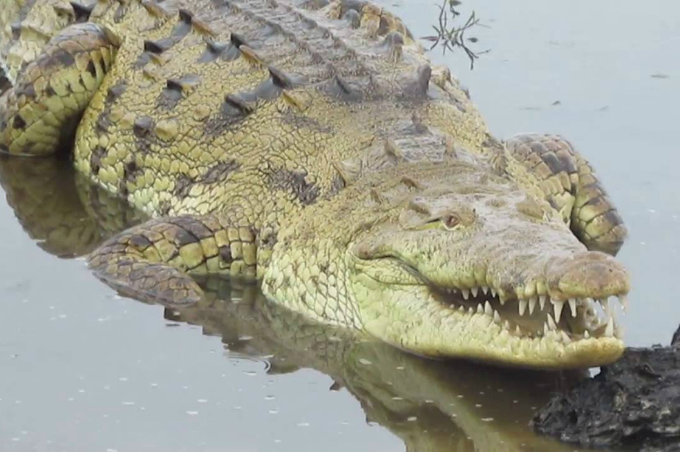 Caimán Aguja causó pánico a turistas del Parque Nacional Tayrona, en Santa Marta