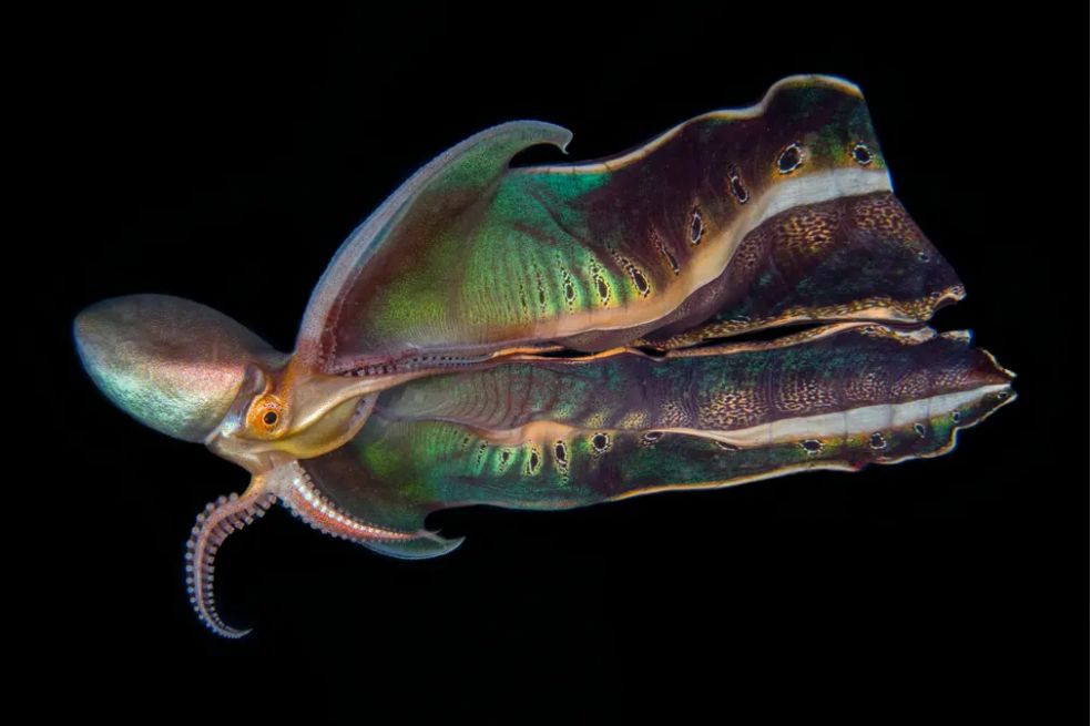 Un pulpo sábana muestra sus hermosos patrones y colores.
