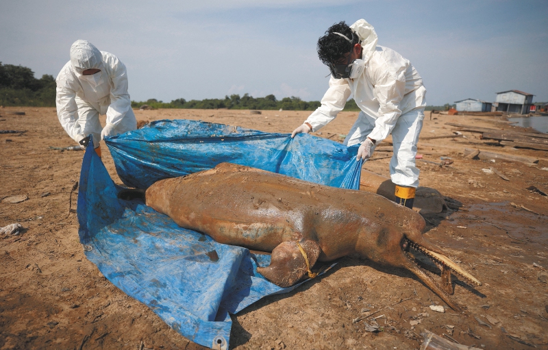 En 2023, tan solo en un día, encontraron 70 delfines muertos.