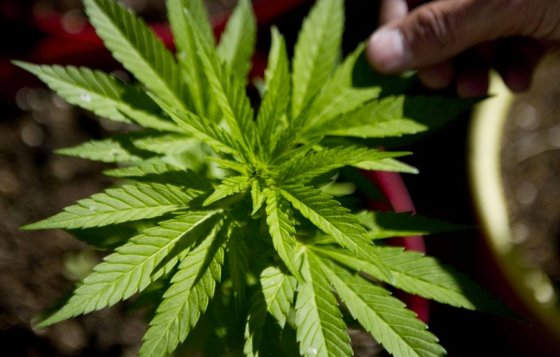 Israel ayudará a Uruguay a formar profesionales en uso de marihuana medicinal