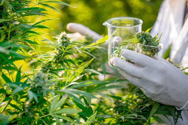 Así quiere el Minsalud que la flor de cannabis llegue a las farmacias