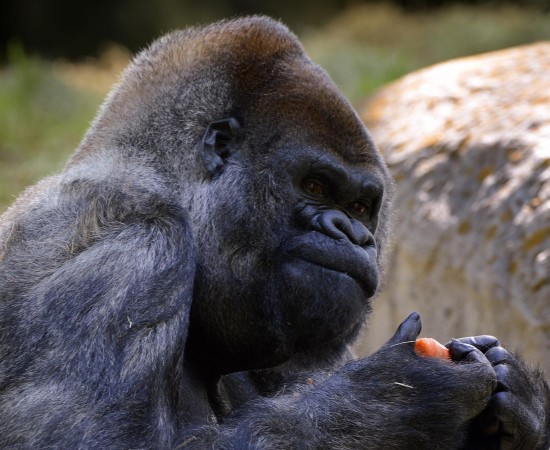 Muere el gorila macho más viejo del mundo