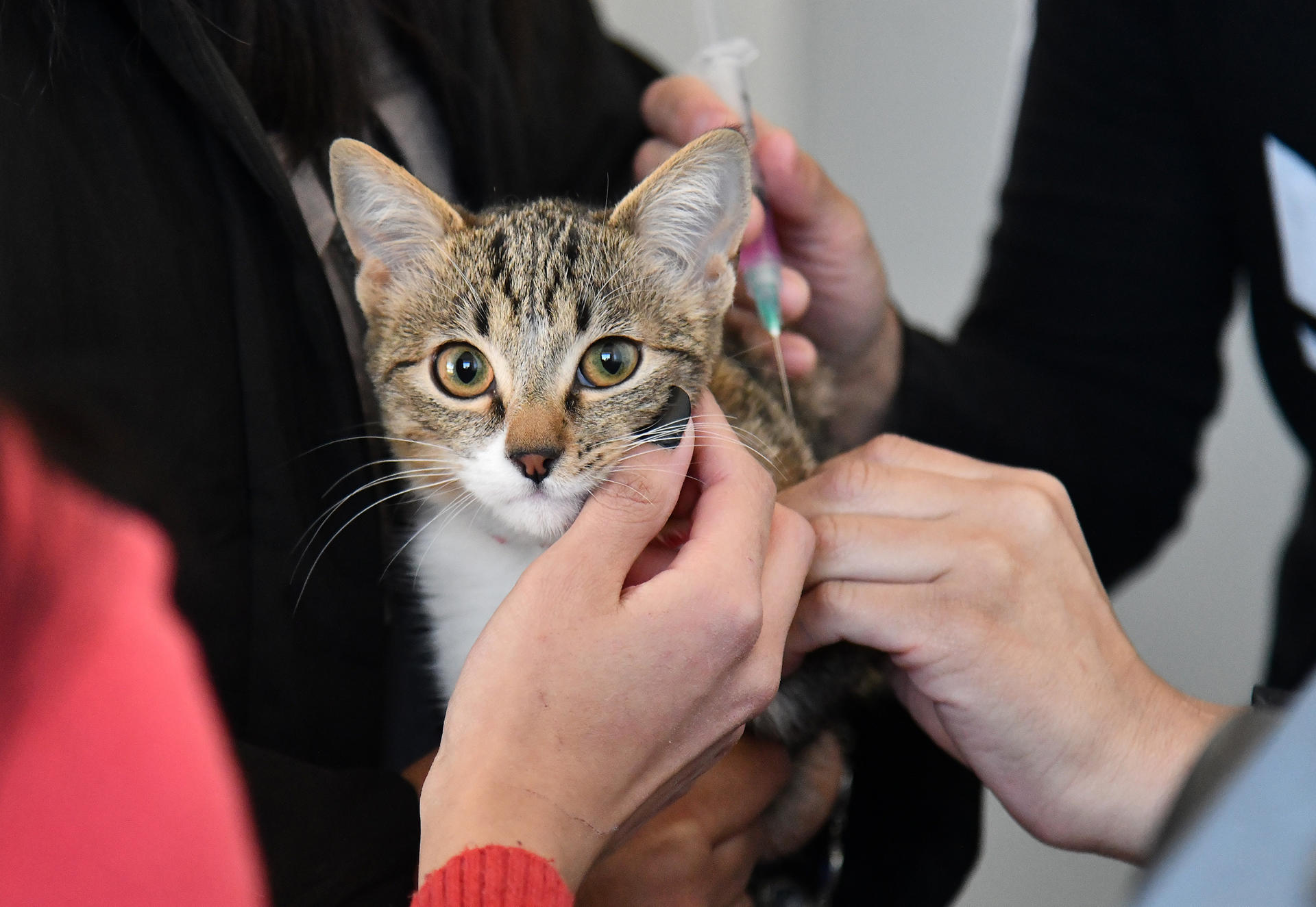 Las 10 preguntas que más reciben los veterinarios: estas son las respuestas