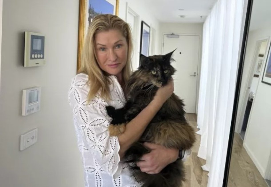 Gato perdido en un aeropuerto hizo tres viajes para encontrar a sus dueños