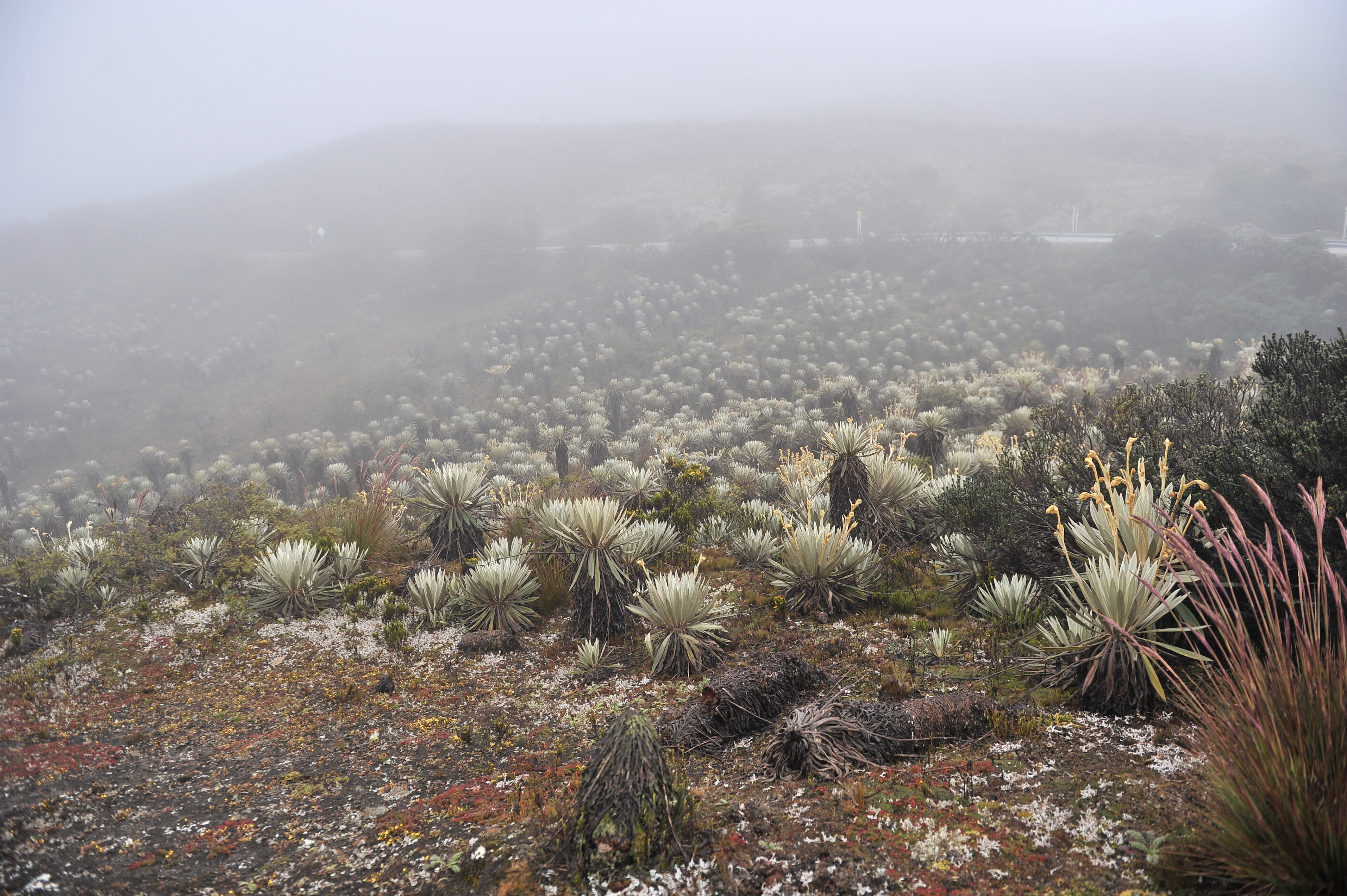 Decreto que reglamenta el fondo para la gestión ambiental del país ya está listo