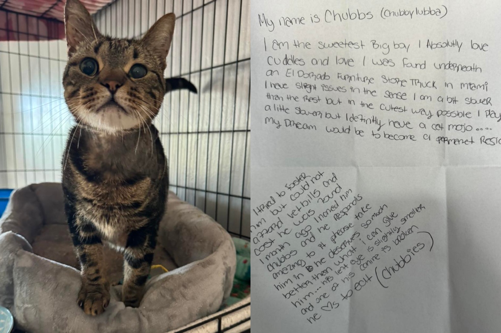 “Soy el chico más dulce”: gato fue abandonado con una conmovedora carta