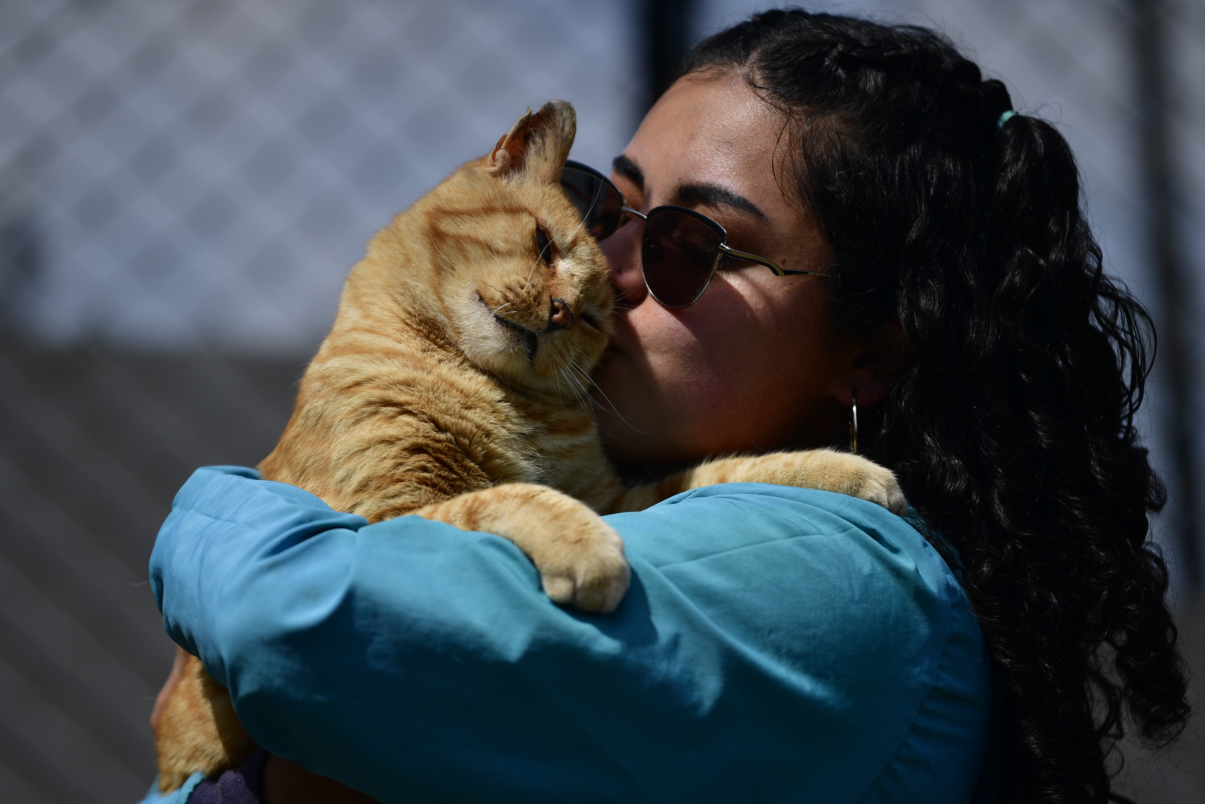 Con este programa único buscan fomentar la adopción de gatos positivos a virales