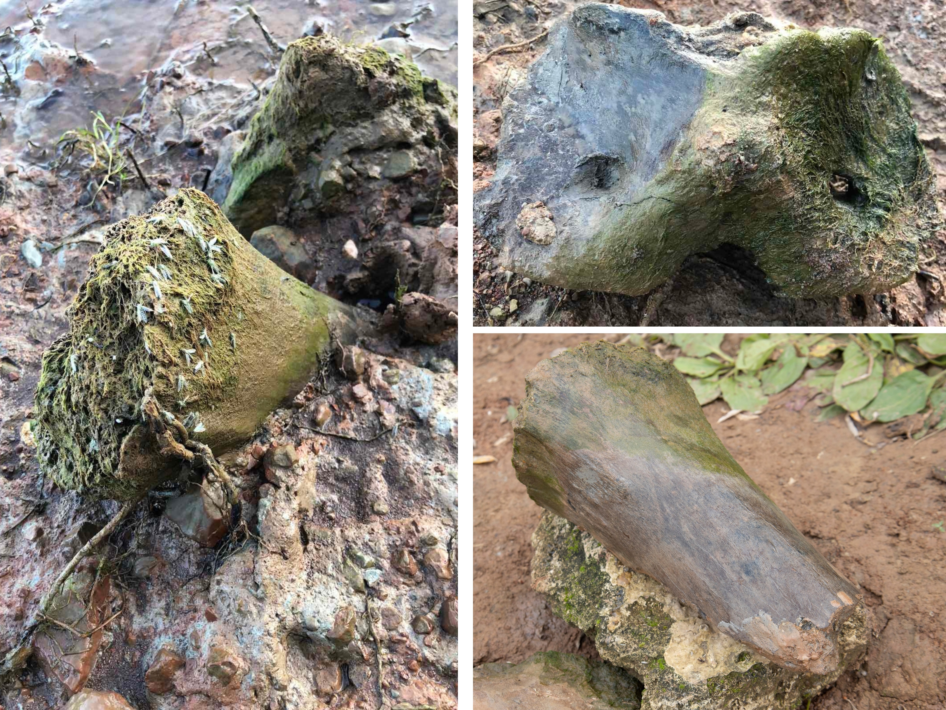 Una niña encontró restos de un mamut que se habría extinguido hace 100.000 años