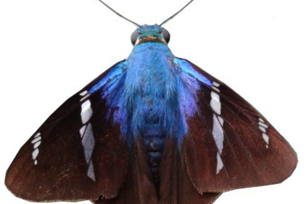 Cría de mariposas e insectos