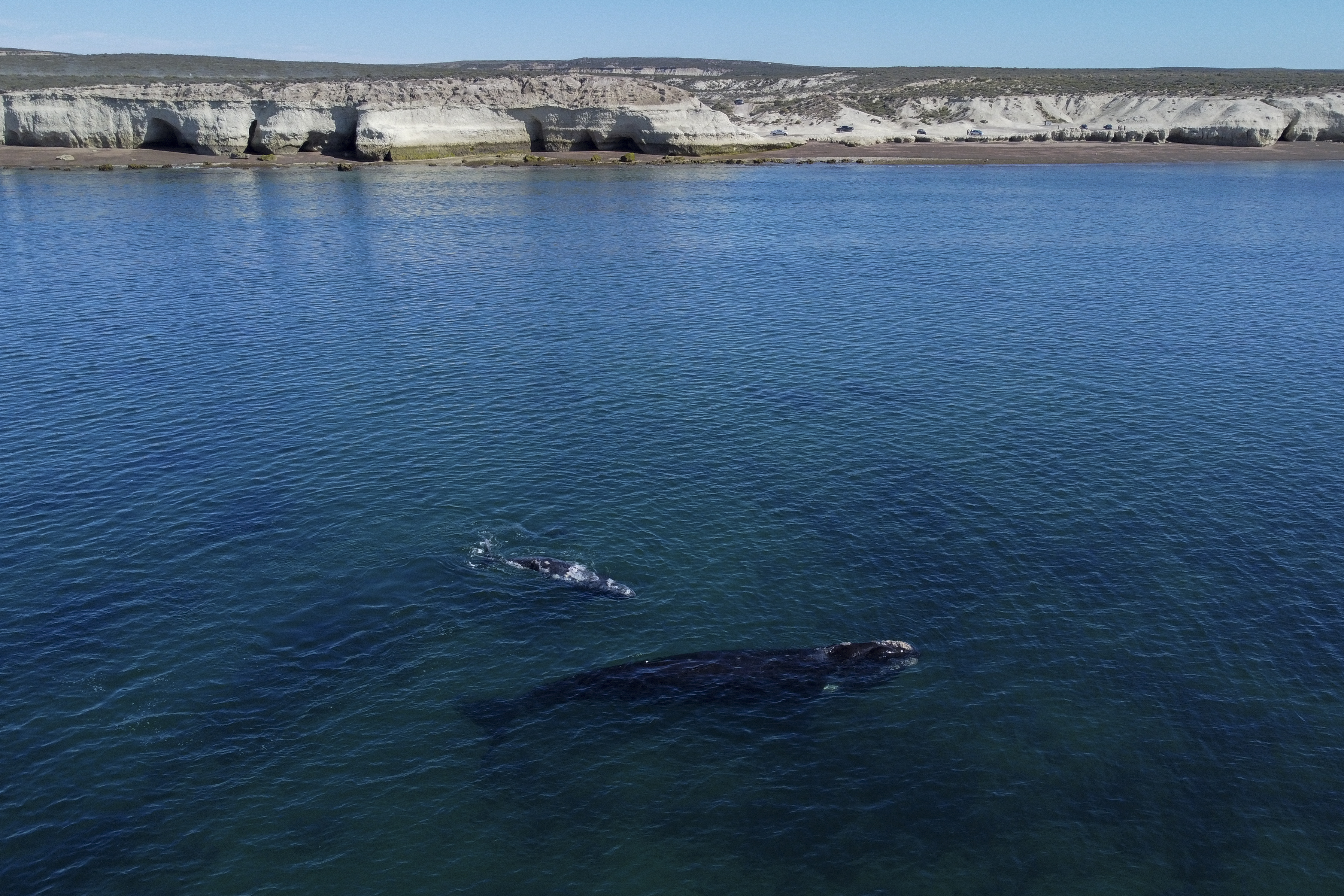 Identifican una ola de calor en el fondo del océano
