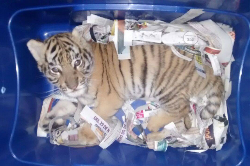 Encuentran en una caja plástica a un tigre de bengala que iba a ser enviado por correo