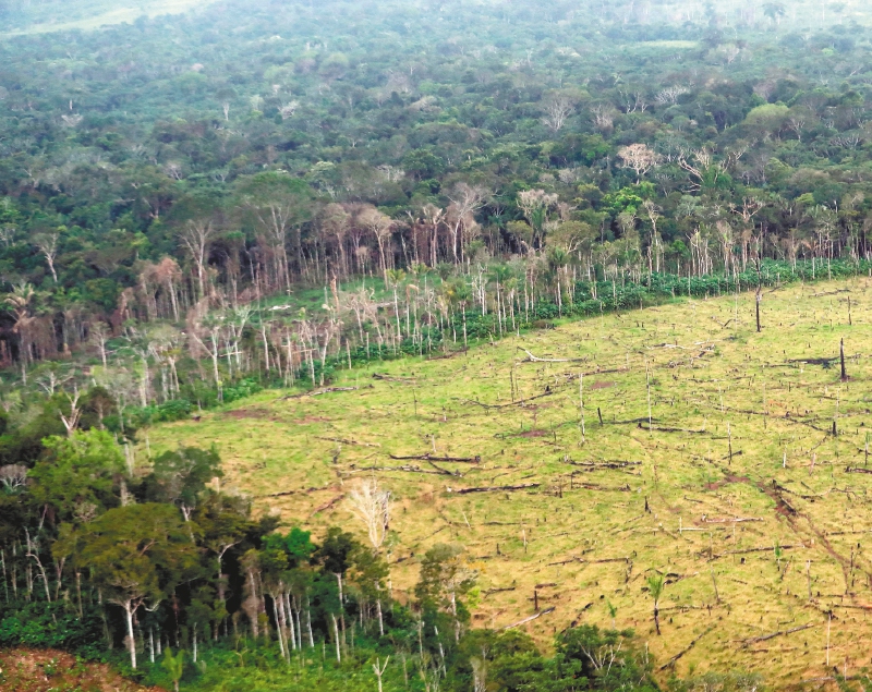 La deforestación en Colombia sigue aumentando. ¿Qué errores se están repitiendo?