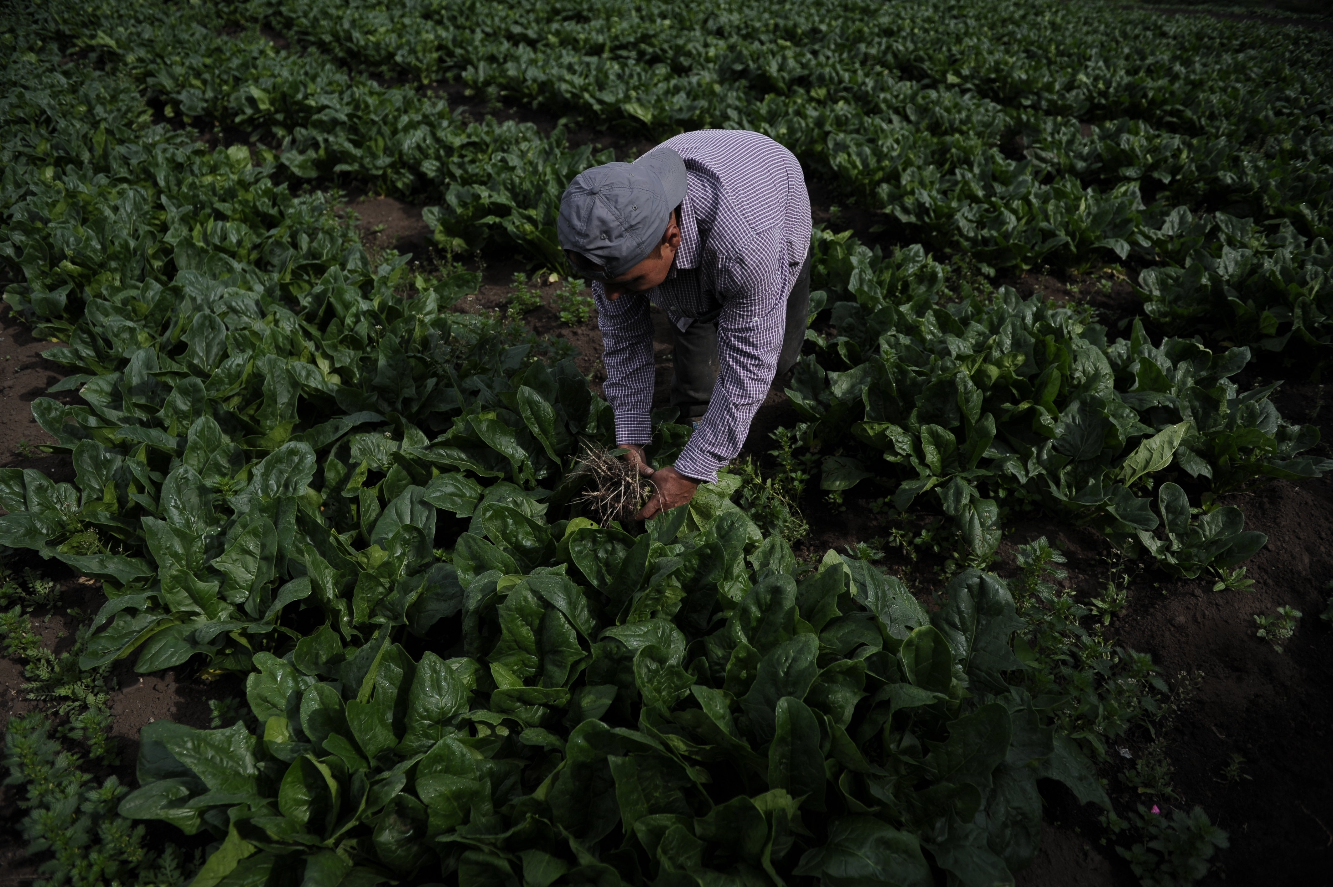 Sin industria nacional de fertilizantes: lo que hace falta y por qué es clave para el agro