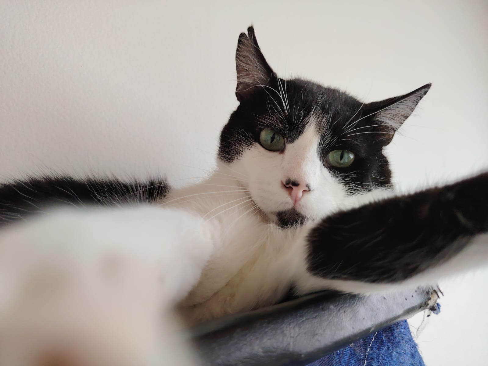 Taka, el gato blanco y negro que superó el abandono y busca una familia amorosa