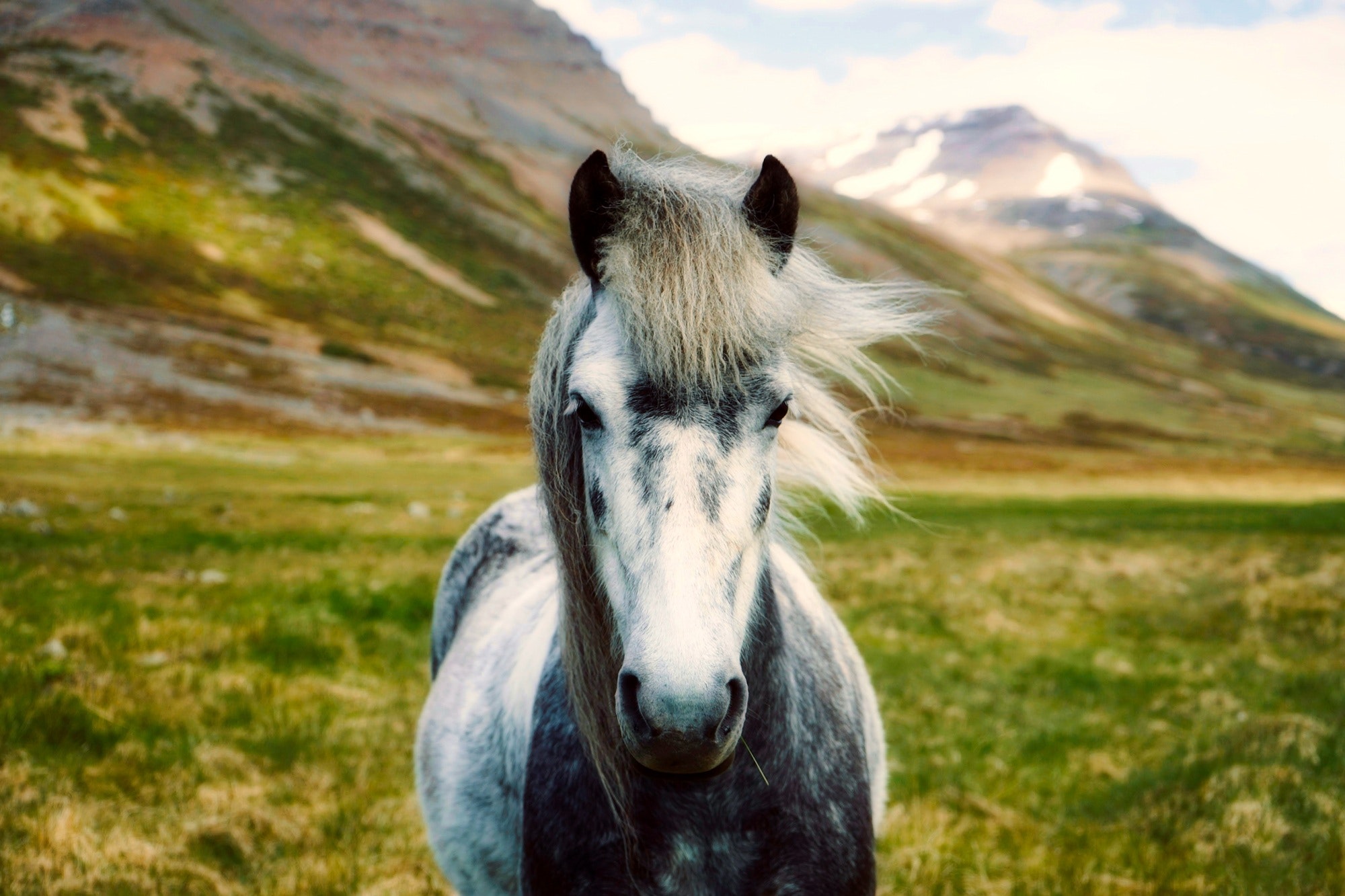Ahora sabemos cuándo y dónde domesticamos al caballo
