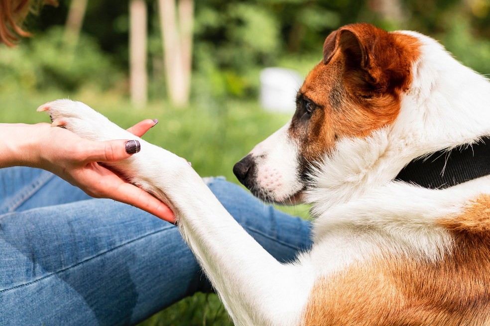 ¿Por qué mi perro se rasca mucho?