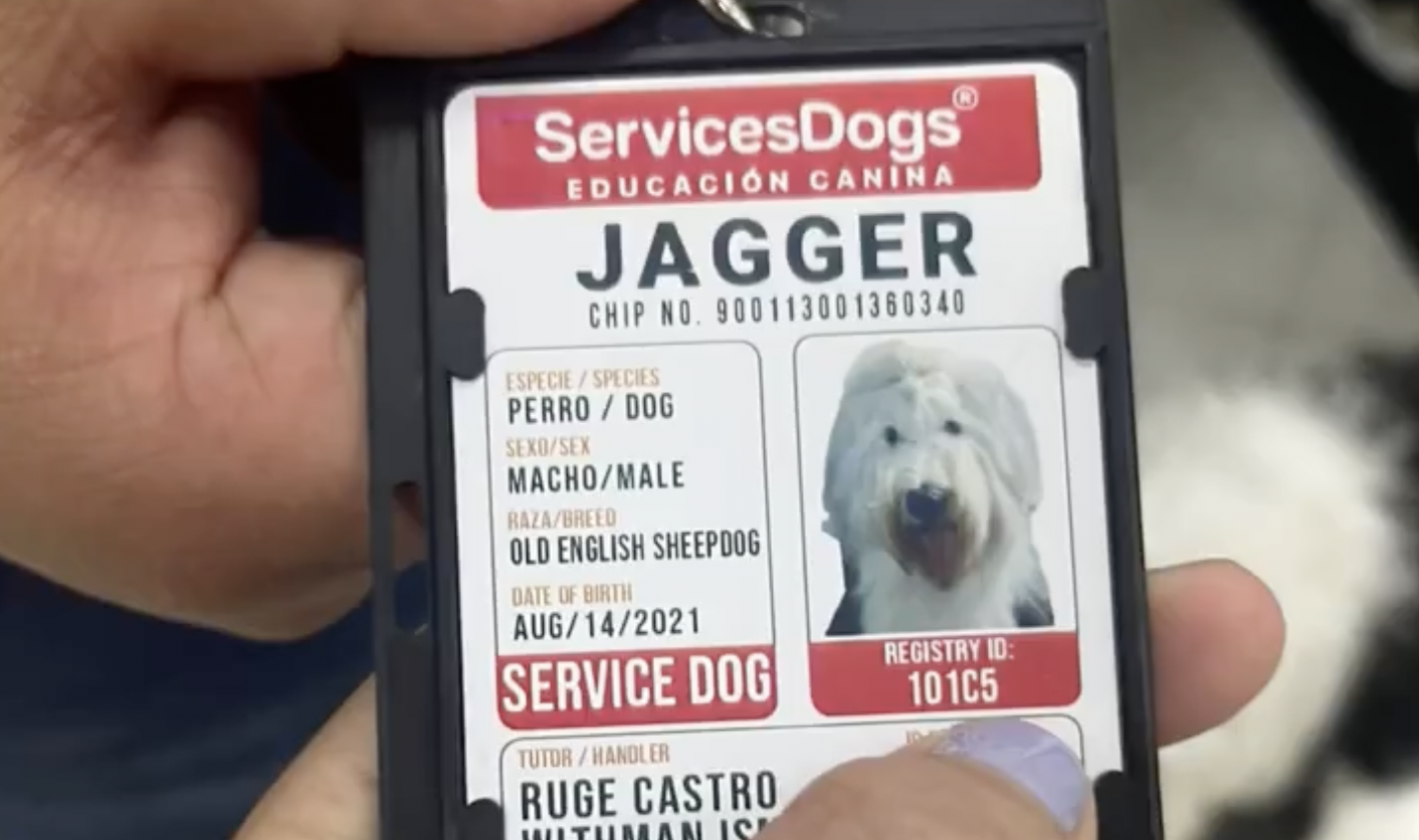 (Video) Rechazan la entrada de un perro de ayuda médica a un supermercado en Cali