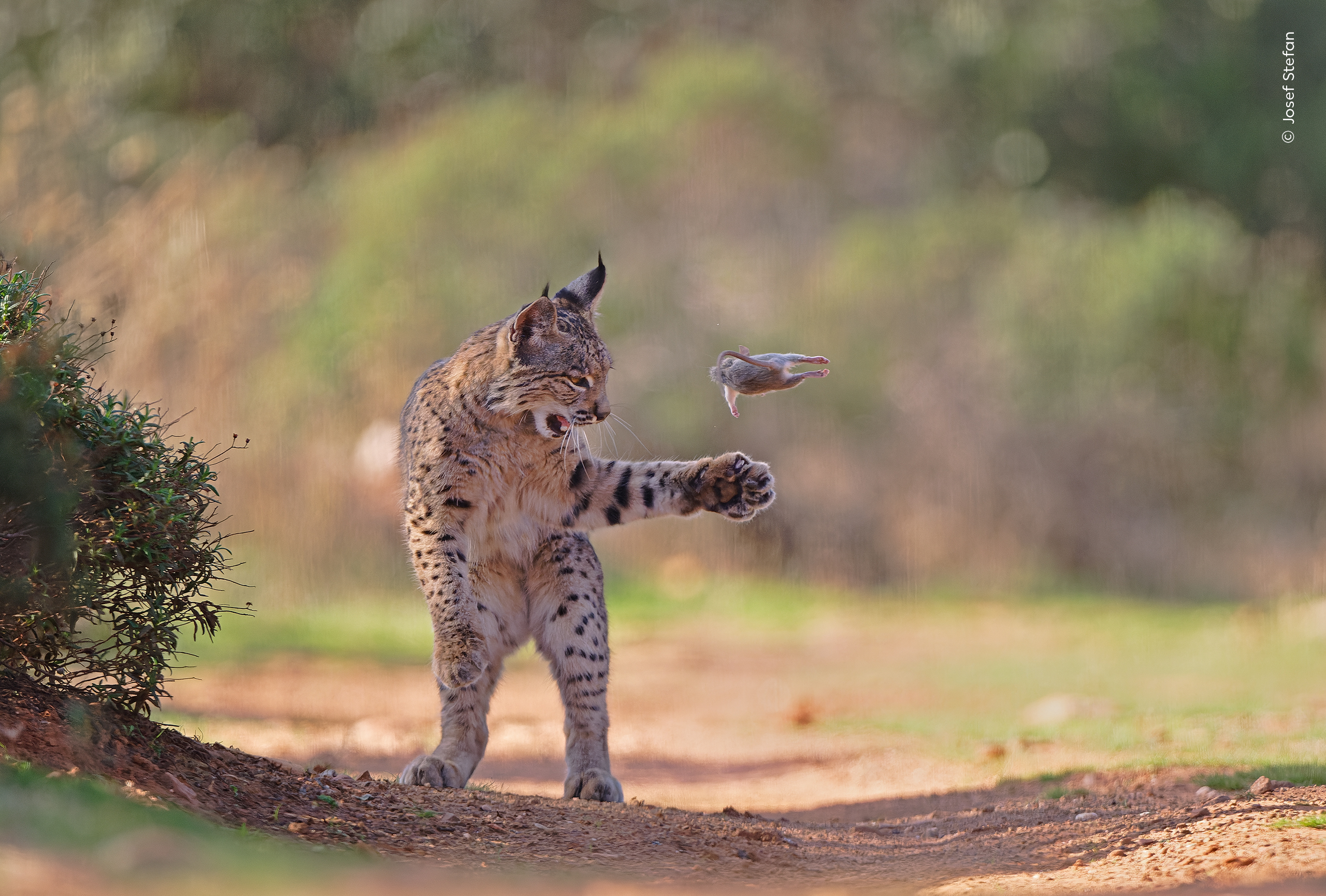 Imagen ganadora del concurso. Un joven lince ibérico lanza juguetonamente un roedor al aire antes de matarlo y devorarlo.