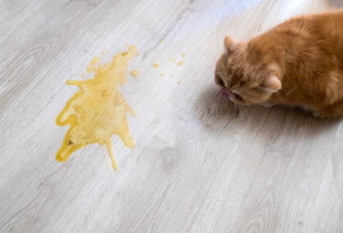 Razones por las que los gatos vomitan