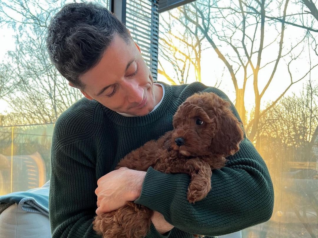 Bella: la mascota del goleador polaco Robert Lewandowski