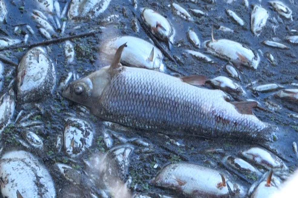 Miles de peces aparecen muertos en un río europeo