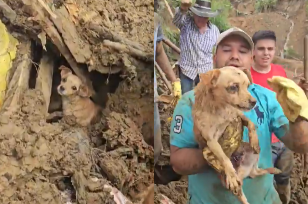 Rescatan a Tony, un perro que pasó cinco días atrapado en un derrumbe en Quindío