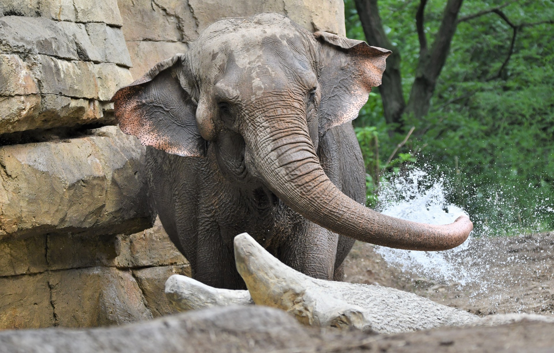 Sacrifican a elefante asiático de 52 años en zoológico de Estados Unidos
