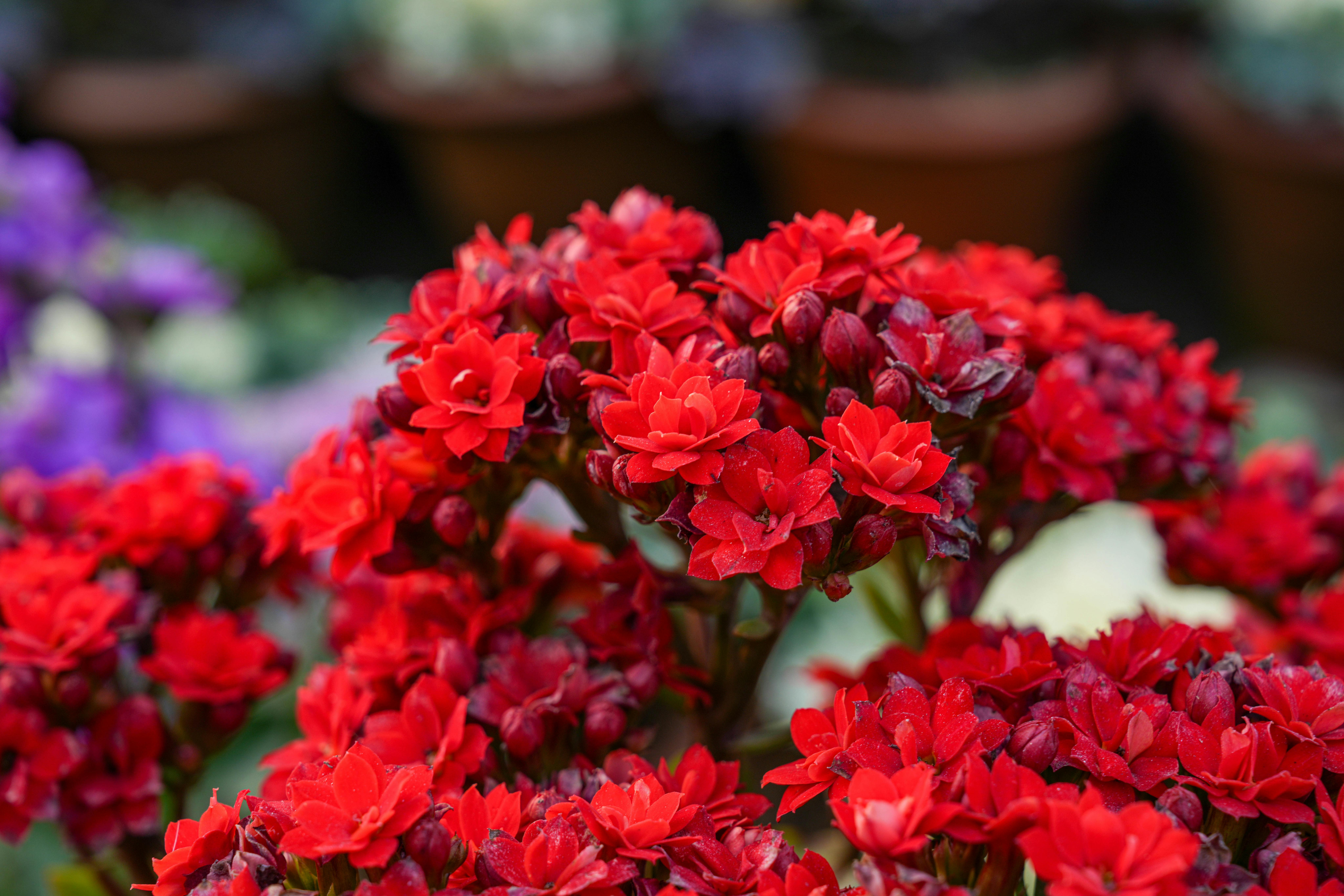En imágenes: cinco kalanchoes que llenarán de color su hogar y cómo cuidarlos
