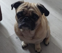 Pug perdido.