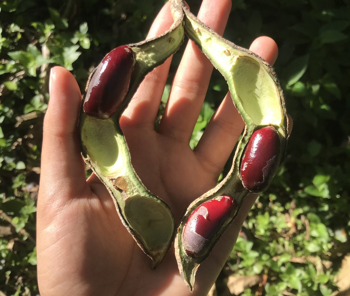 ¿Qué es el chachafruto, fruta típica de Cundinamarca, y por qué se está volviendo popular?