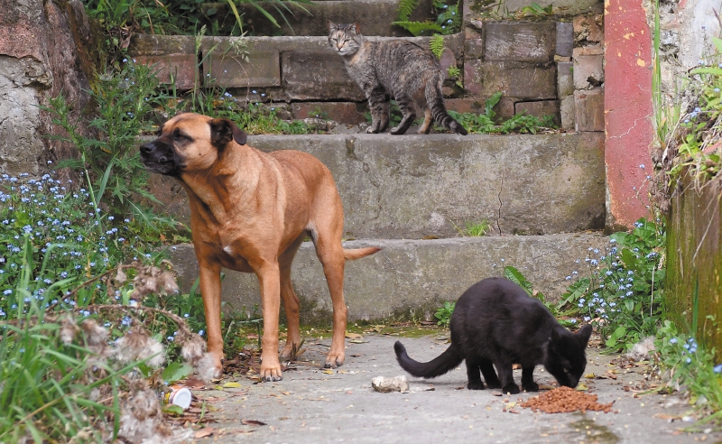 Los reparos al proyecto de ley que busca esterilizar a gatos y perros en el país