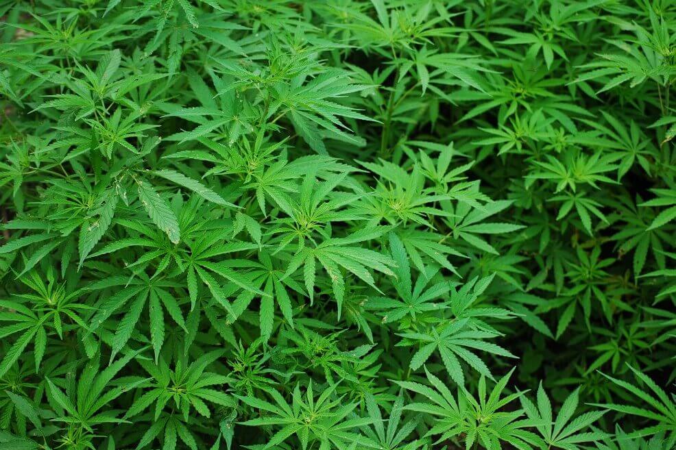 La OMS cambia su posición con respecto a la marihuana