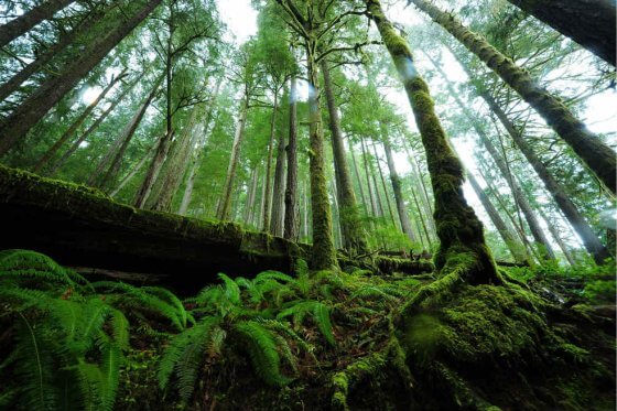 La “red de guardabosques armados” que logró reforestar su territorio