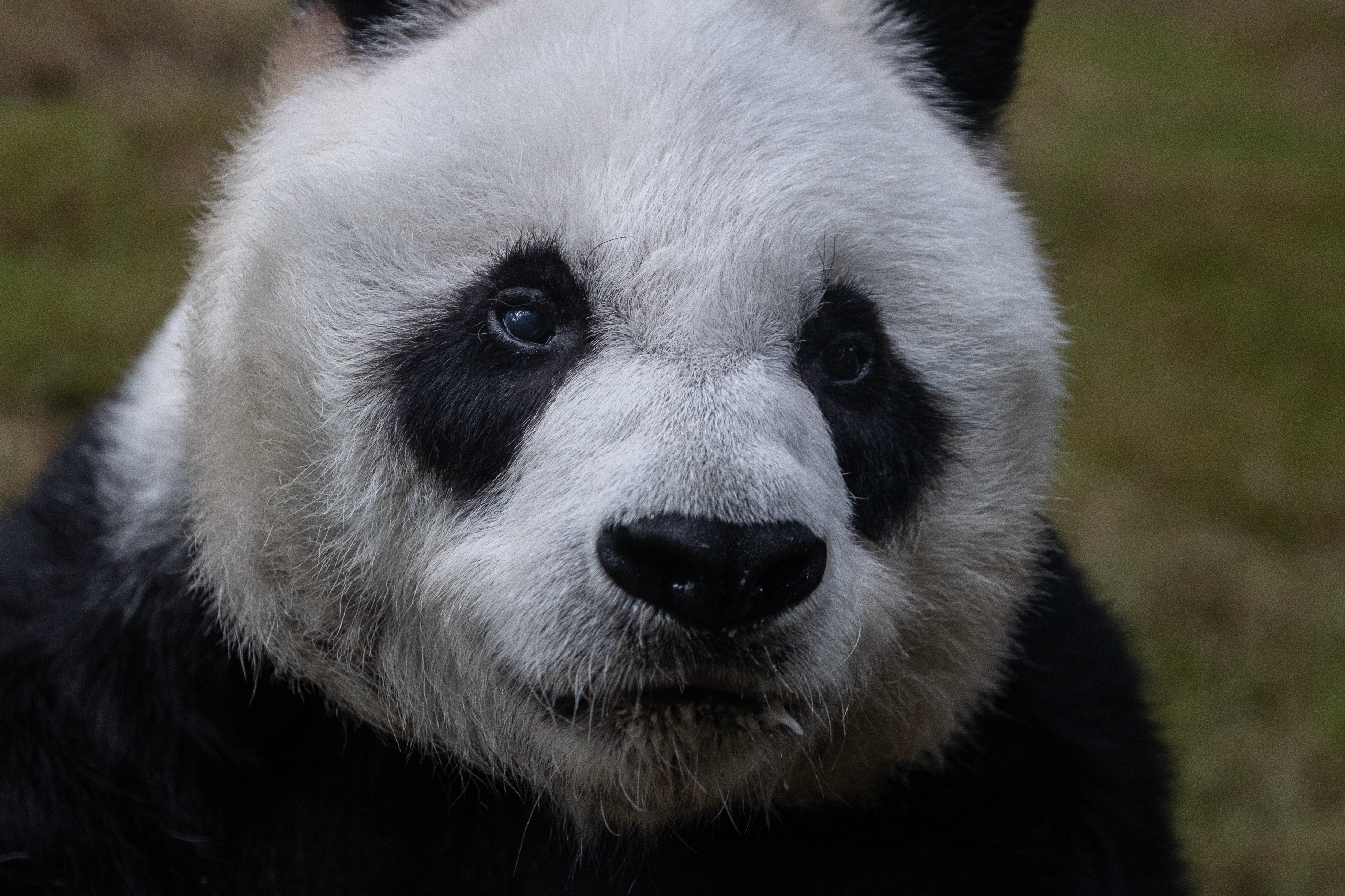 Murió a los 35 años An An, el panda gigante en cautiverio más viejo del mundo