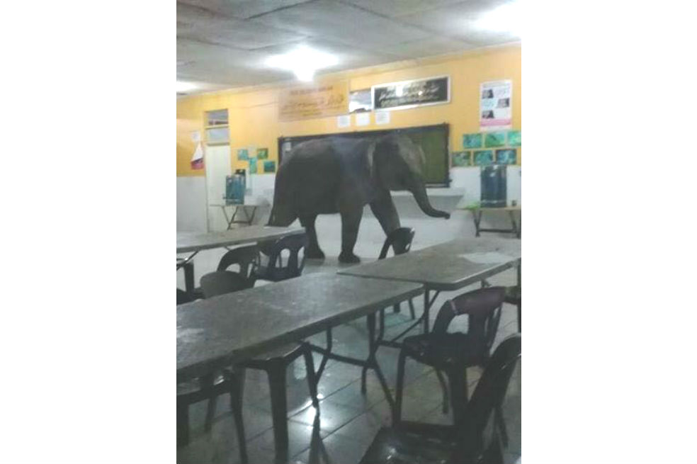 Un elefante entró a un salón de clases de Malasia y obligó a desalojarlo