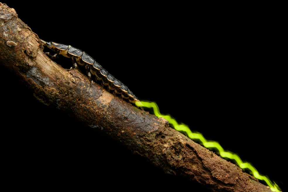 “The Signal” de Chien Lee, tercer puesto en categoría Insectos.