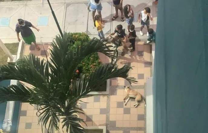 Investigan muerte de perro al que habrían lanzado tras partido de Colombia