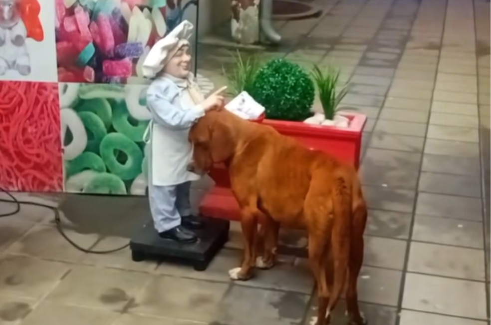 Perrito de la calle creyó que un muñeco era real y se acercó por una caricia