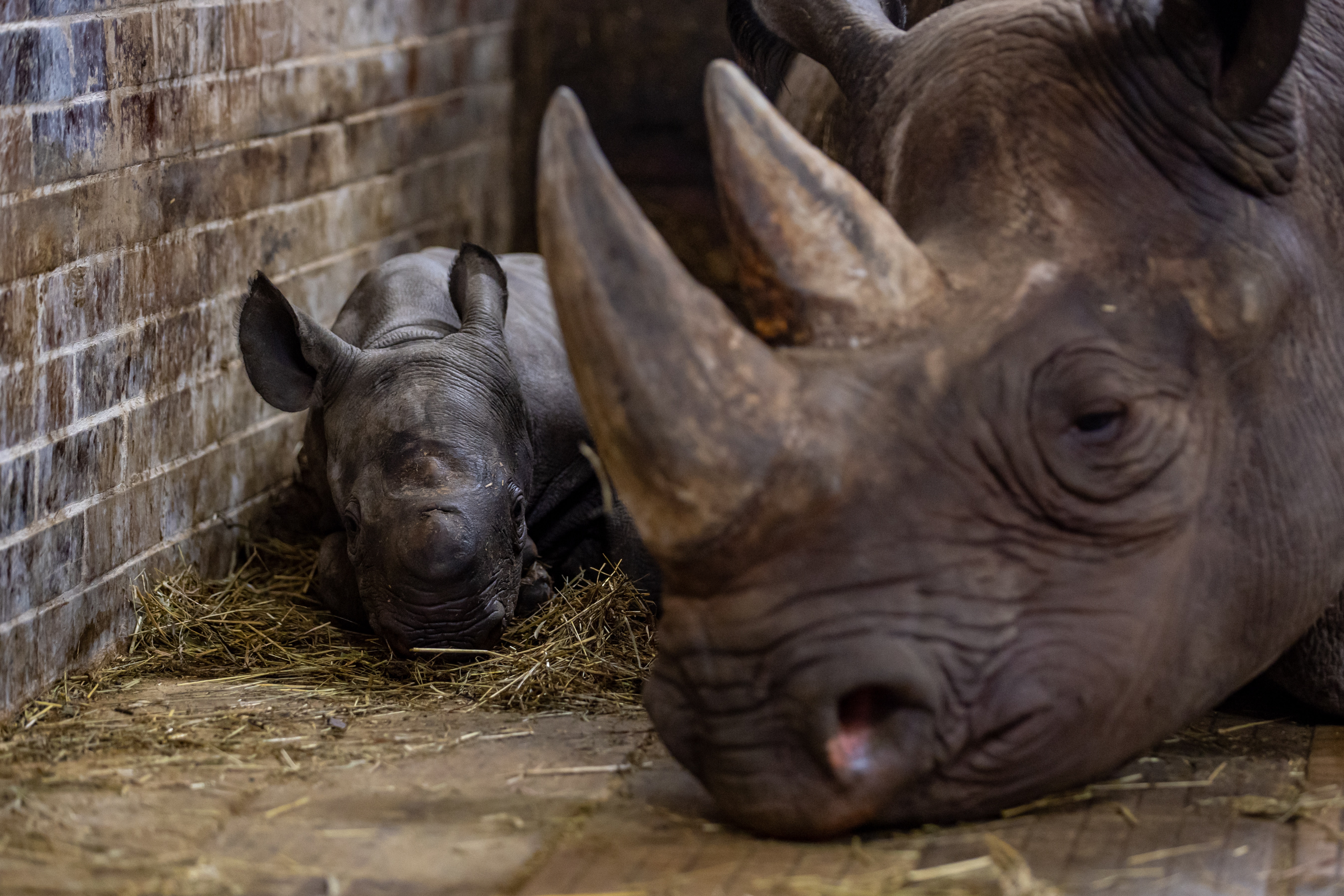 Dvur Kralove Nad Labem (Czech Republic), 13/03/2023.- A ten-day-old male eastern black rhinoceros (Diceros bicornis michaeli) calf named Magashi next to his mother Maisha inside their enclosure at the Safari Park in Dvur Kralove nad Labem, Czech Republic, 14 March 2023.The rhino species is listed as critically endangered. (República Checa) EFE/EPA/MARTIN DIVISEK