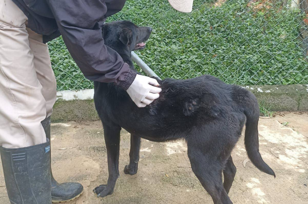 Encontraron al perro que lanzaron a un río en Antioquia: está en grave estado